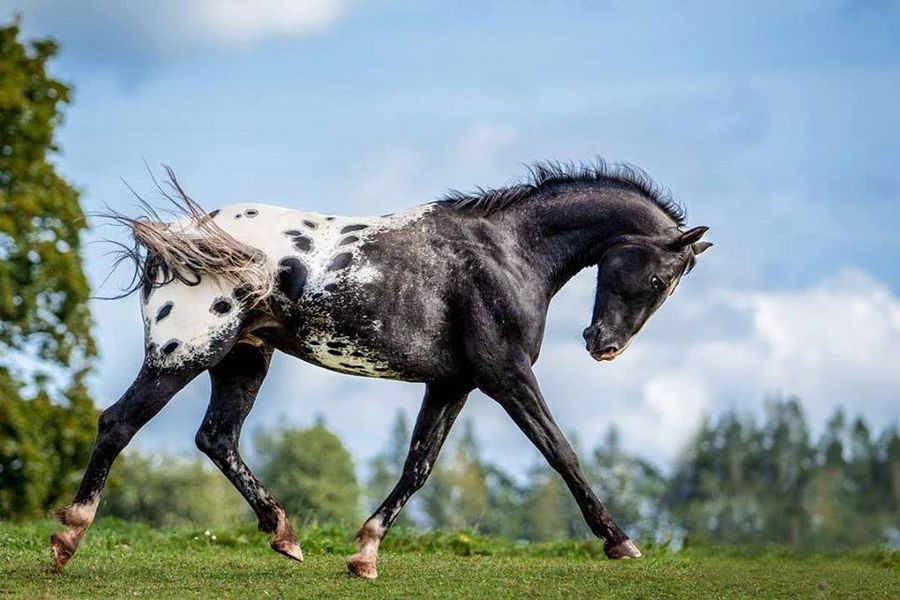 Klisna sportovního knabstruppera - 15