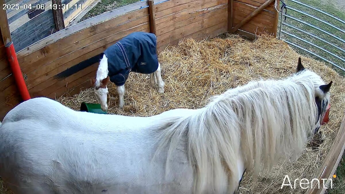 Hřebeček Irský cob - 15