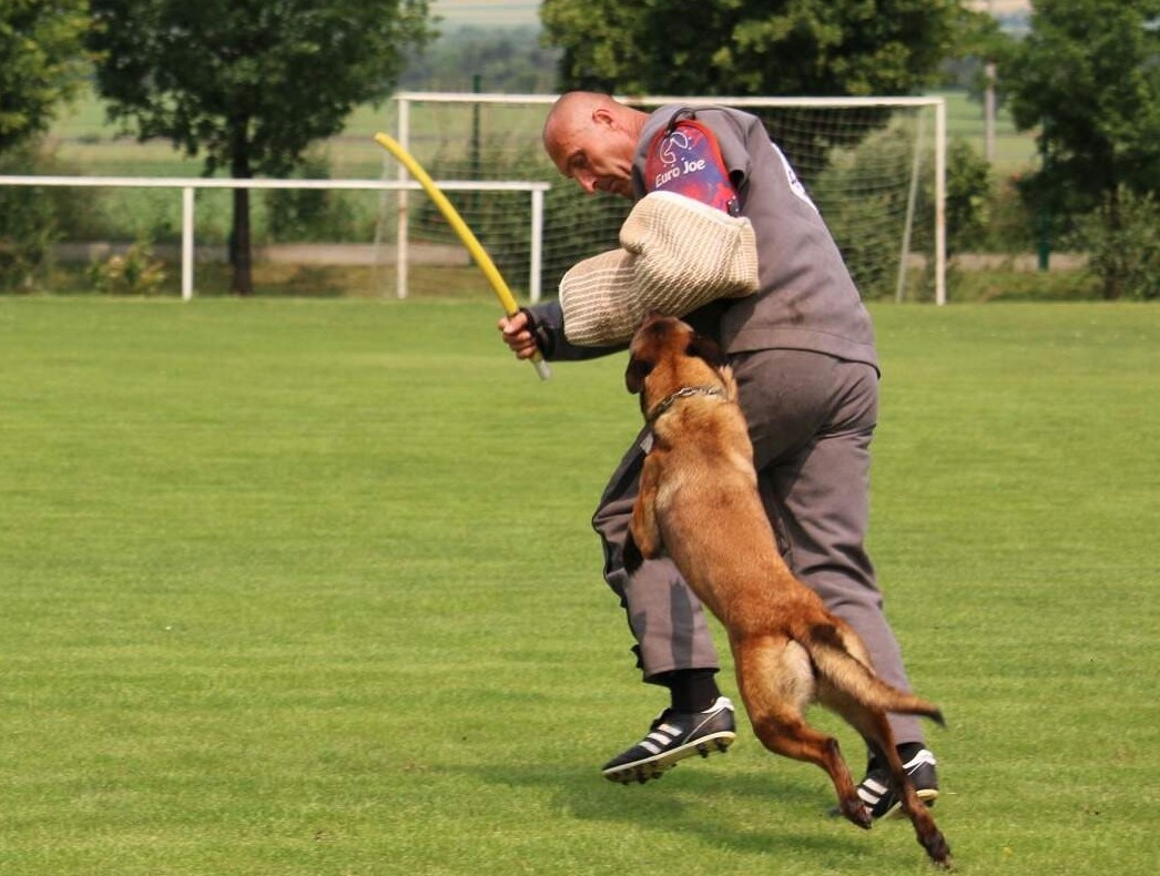 Belgický ovčák malinois s PP - 15