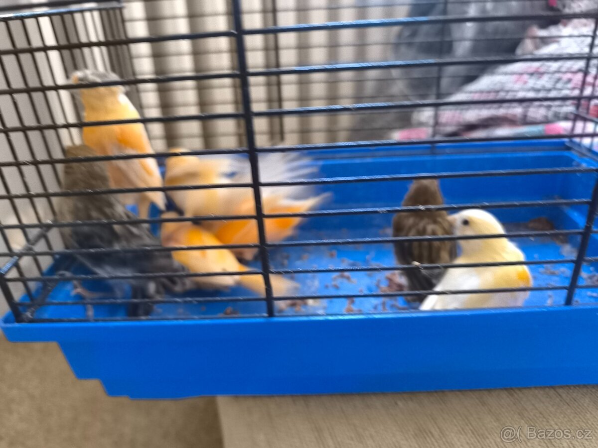 Prodám zebry chůvy,kanáři. - 15