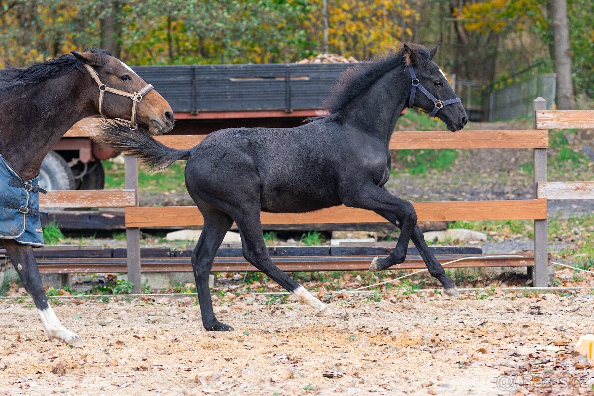 Nádherný hřebeček po Warness ZH - 15