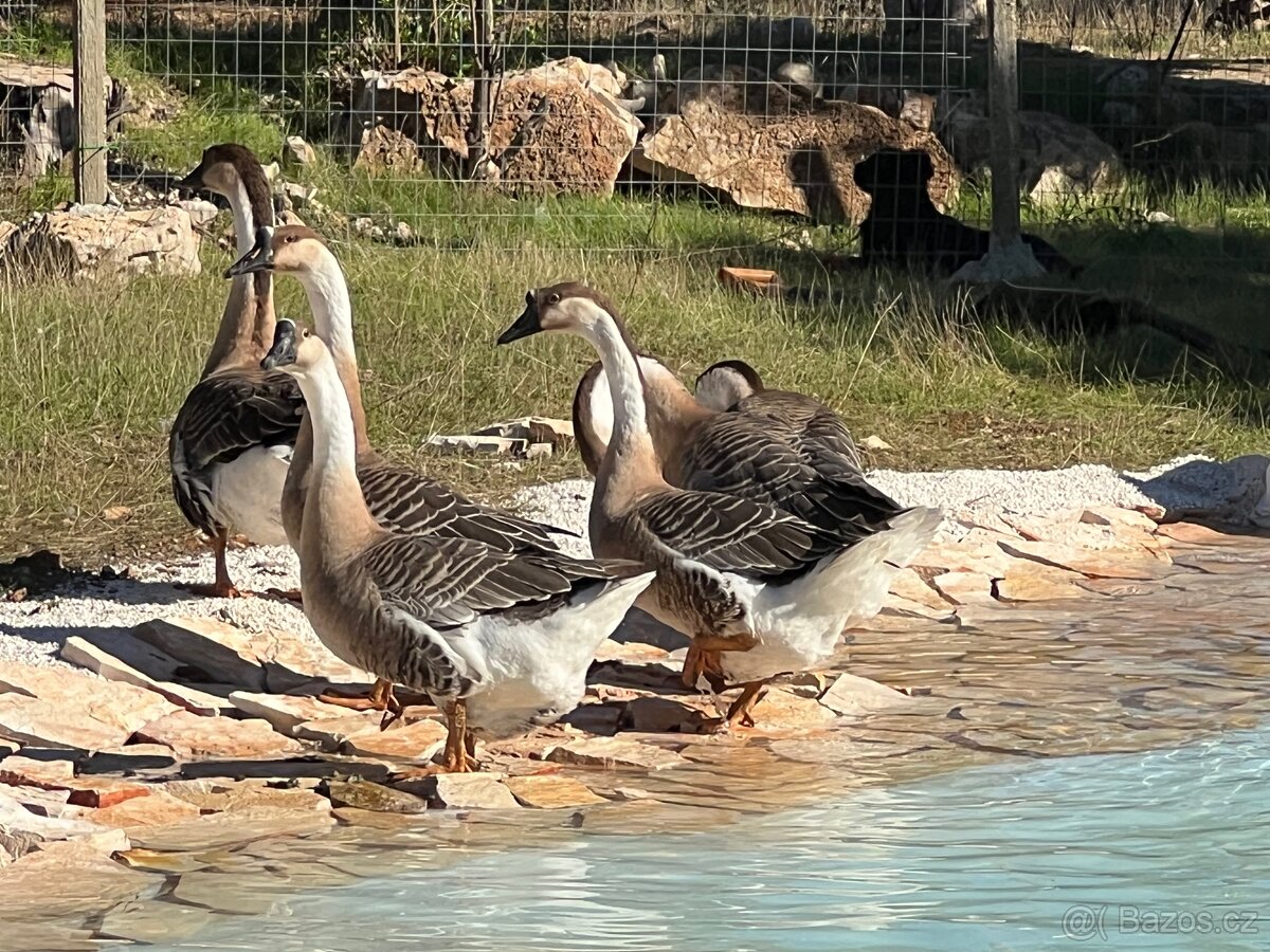 Hledám správce Farmy u moře - 15