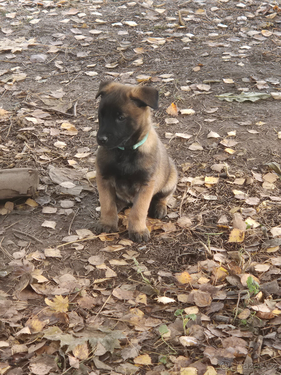 Štěně Belgického (75% podíl) a Německého ovčáka (25% podí - 15