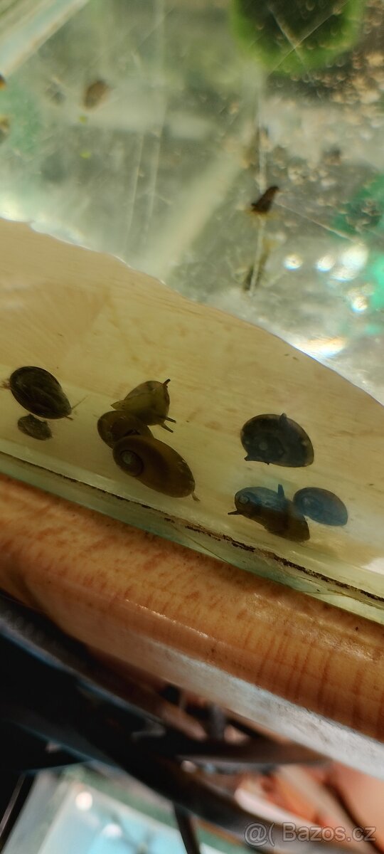 Krunýřovec jednopruhý - OTÍK - 15