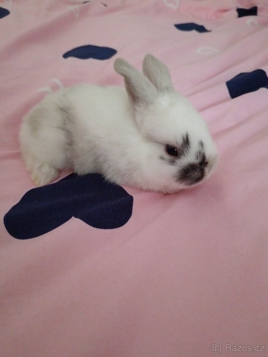 Zakrslý králík - 15