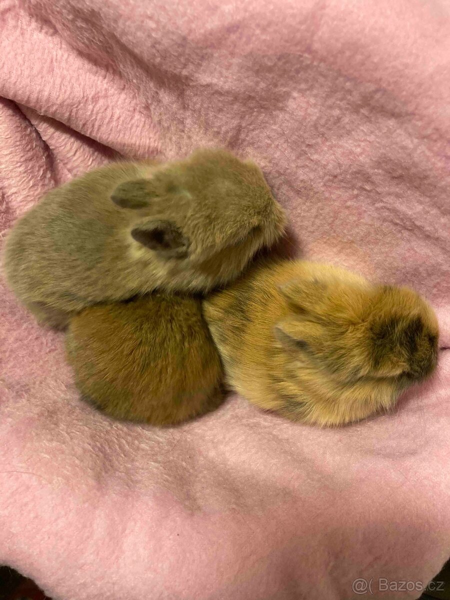 MORČATA, ZAKRSLÍ KRÁLÍCI - 15