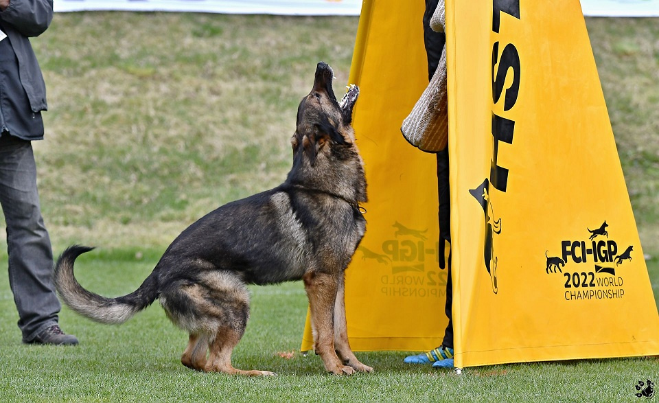 Německý ovčák štěnata s PP - 15