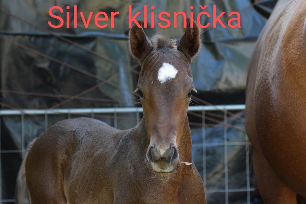 Připouštění AQH plemenným hřebcem Classic Champagne - 15