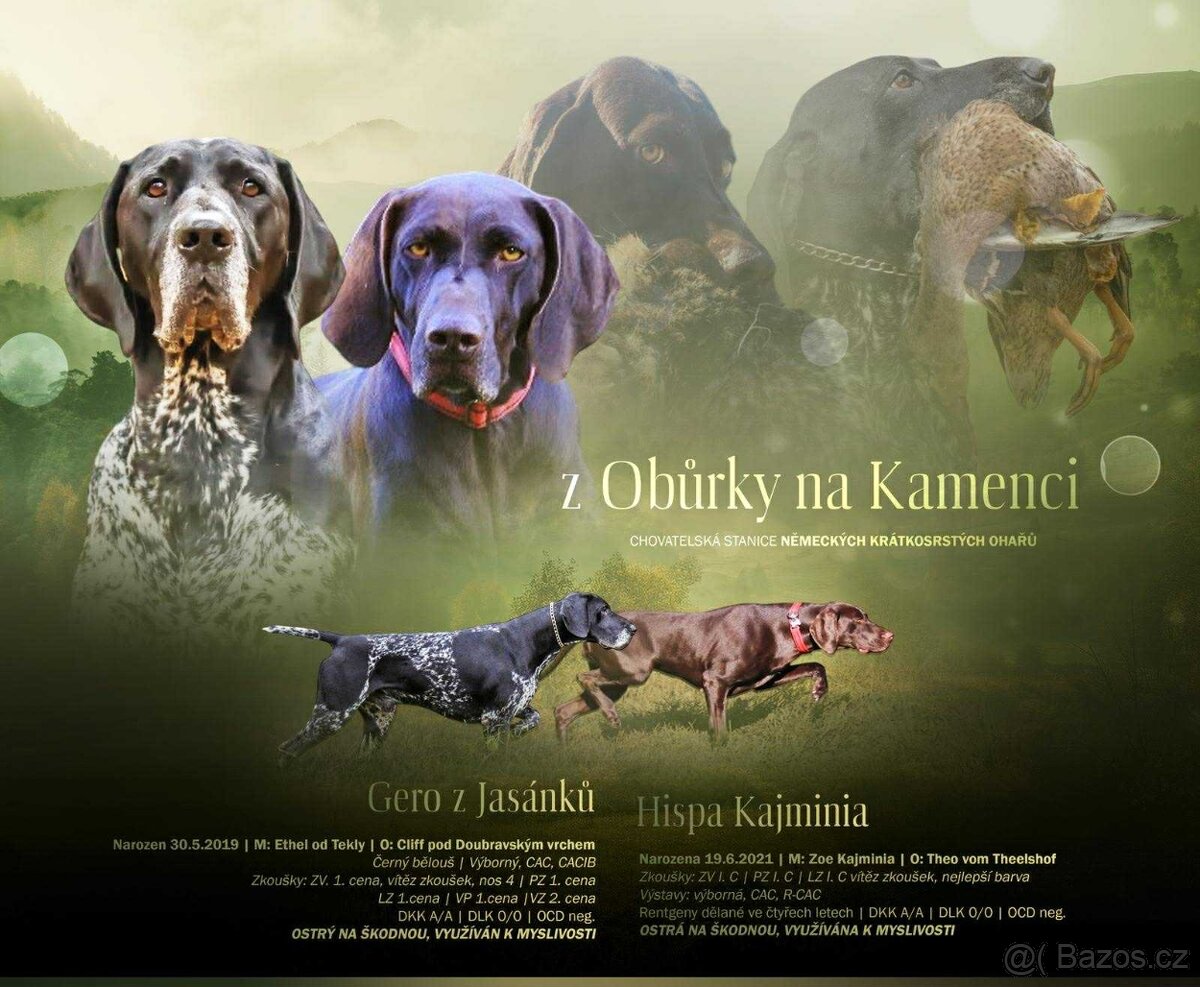 Německý krátkosrstý ohař - 15