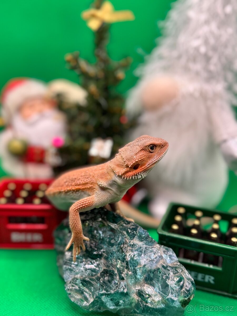 Agama Vousatá-Nejkrásnější mláďata sezóny - 15