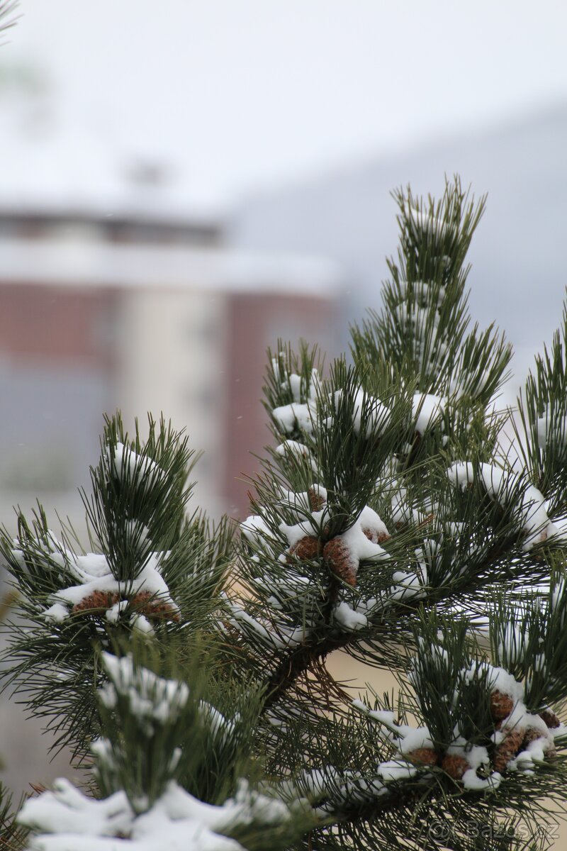 Canon EOS 70D + Tamron 70-300mm VC USD - 15