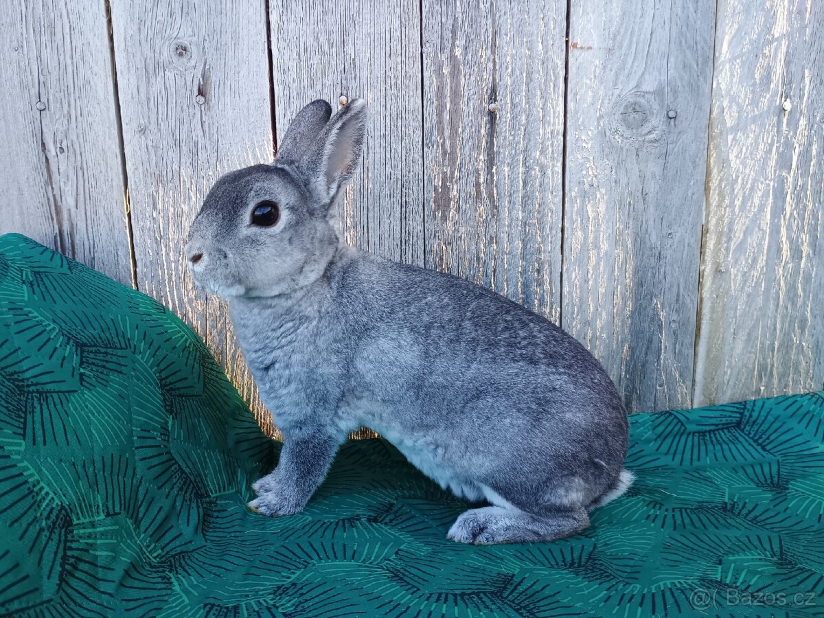 Zakrslý rex činčilový s PP - 15