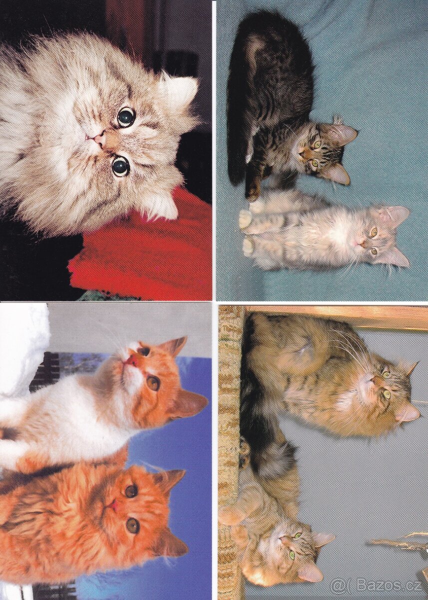 pohledy zvířat - 15