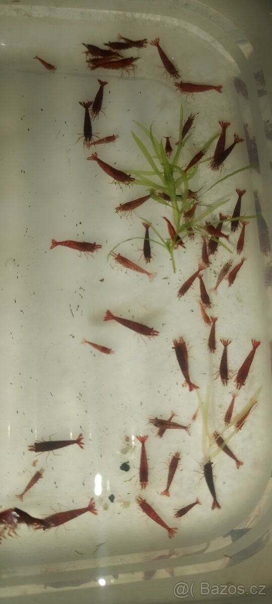 Hrotočelec prstenčitý - 15