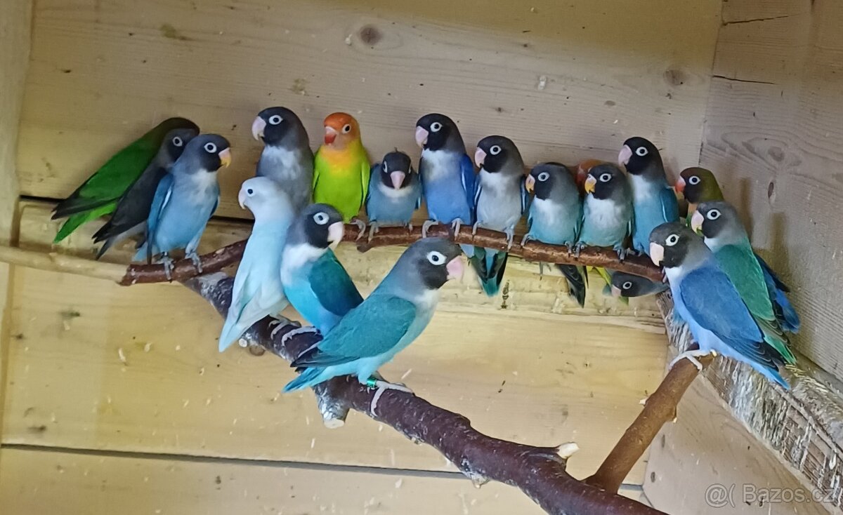 Prodám agapornise. - 15