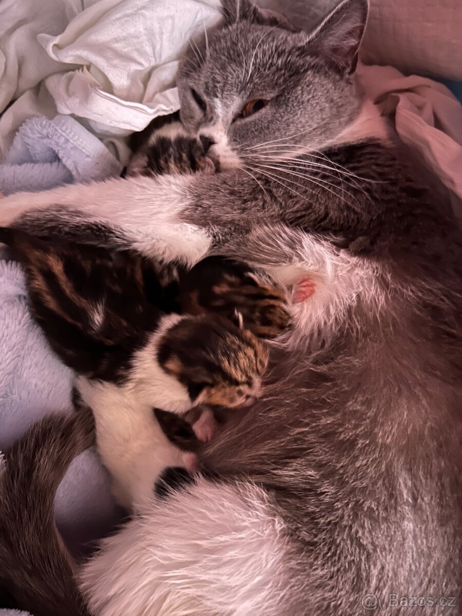 6 Rozkošných Koťátek (Máma Britka s PP x Pouliční Elegán) - 15