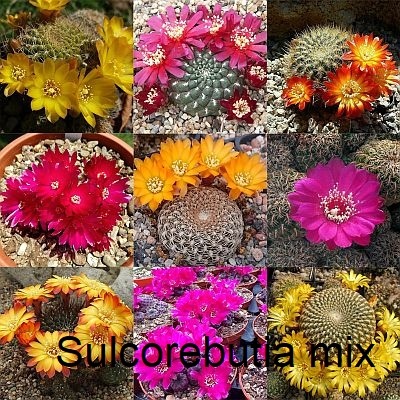 Semena kaktusů - 15