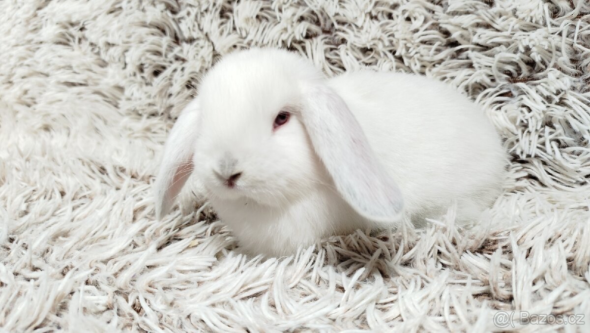 Zakrslý beránek, králíček, králík - MOLLY A MATEO - 15