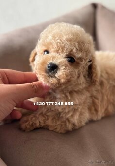 Maltipoo, fenka Murka 1000€‼️ - 15