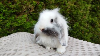 Zakrslý beránek, králíček, králík - MINDY - 15