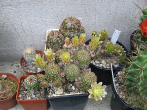 Kaktusy - mrazuvzdorné opuncie - 15