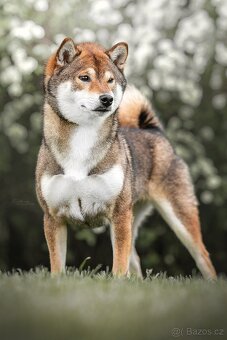 SHIBA štěňata k rezervaci - 15