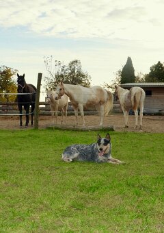 Austrálsky honacky  pes ACD CATTLE DOG - 15