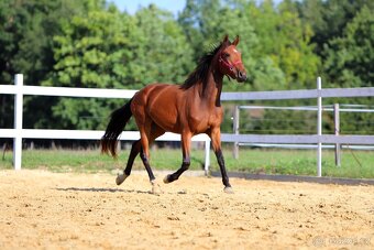 ____Klisna český teplokrevník___ - 15