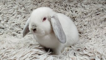 Zakrslý beránek, králíček, králík - MOLLY - 15