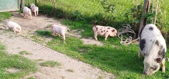 Gottingenské miniprasatka - 15
