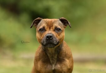 Stafordšírský bulteriér s PP - 15