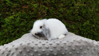 Zakrslý beránek, králíček, králík - MINDY - 15