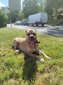 Cane Corso - 15