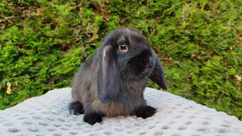 Zakrslý beránek, králíček, králík - PEGAS - 15