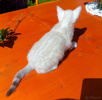 Předběžná Rezervace luxusní sněžná Bengálská koťáta s PP - 15