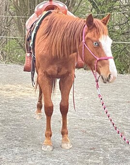 Klisna QH 2,5 roku - 15