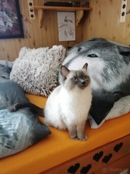 Ragdoll koťátka bez PP - 15