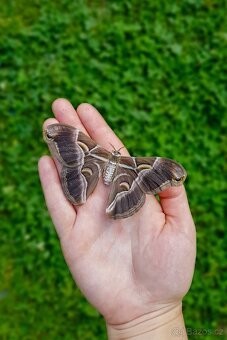 Chovné klece na motýly - síťovaná terária - různé velikosti - 15