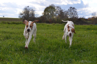 Pejsek a fenka_pointer_štěňátka_CHS z Mešinské hájovny - 15