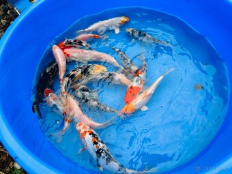 Koi kapr,karas, amur - 15