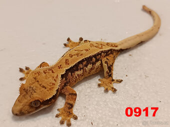 Pagekon řásnatý  Samci a Samice - 15