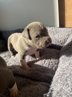 American Bully x Staford - 15