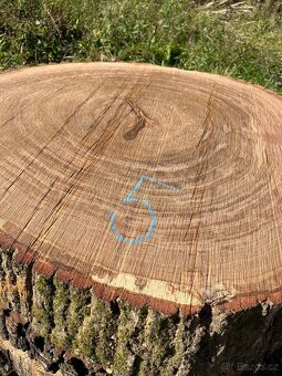 Dubové koláče - 15