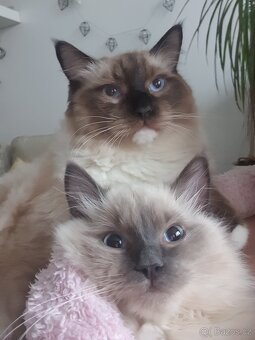 Ragdoll krytí - 15