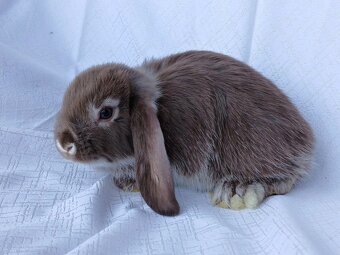 Zakrslí beránci a bílopesíkatí králíčci s rodokmenem - 15