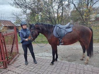 Huculská klisna, hucul, Tobiano, pony, malý kůň - 15