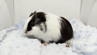 Morče, Morčata, Morčátko, Morčátka - BETTY - 15