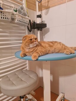 Scottish Fold a Scottish Straight - 15
