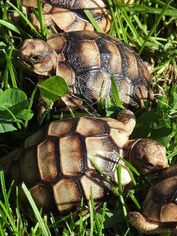 Malé suchozemské želvy - 15