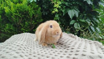Zakrslý beránek, králíček, králík - RIKI - 15